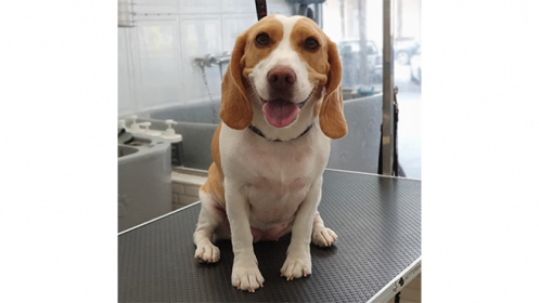 Sesión de peluquería para tu mascota de pelo corto, por 20€.